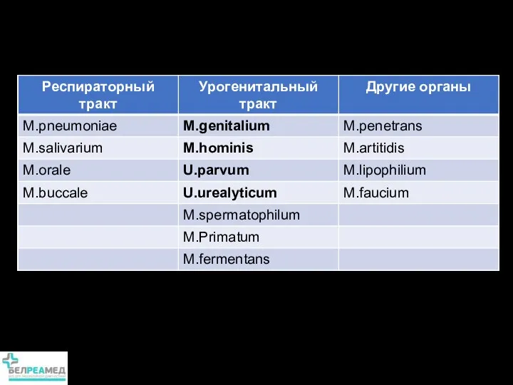 Классификация микоплазм человека