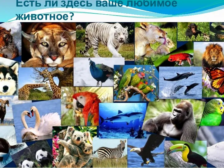 Есть ли здесь ваше любимое животное?