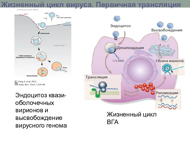 Жизненный цикл вируса. Первичная трансляция PS Эндоцитоз квази-оболочечных вирионов и высвобождение вирусного генома