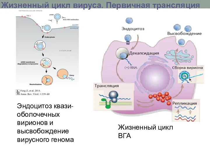 Жизненный цикл вируса. Первичная трансляция PS Эндоцитоз квази-оболочечных вирионов и