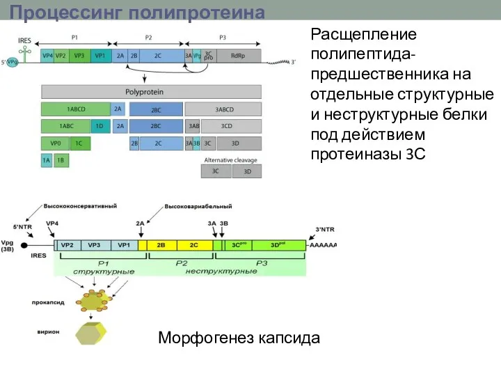 Процессинг полипротеина Процессинг полипротеина PS Расщепление полипептида-предшественника на отдельные структурные и неструктурные белки