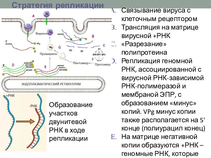 Стратегия репликации Стратегия репликации PS Связывание вируса с клеточным рецептором Трансляция на матрице