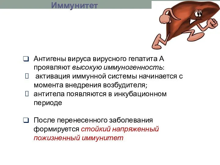 Иммунитет Антигены вируса вирусного гепатита А проявляют высокую иммуногенность: активация иммунной системы начинается