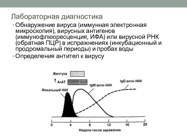 Лабораторная диагностика Обнаружение вируса (иммунная электронная микроскопия), вирусных антигенов (иммунофлюоресценция, ИФА) или вирусной