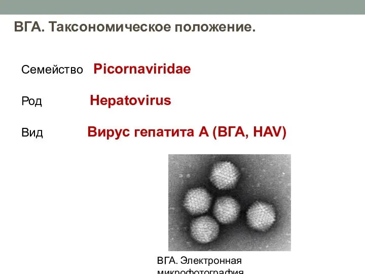 Семейство Picornaviridae Род Hepatovirus Вид Вирус гепатита А (ВГА, HAV) ВГА. Таксономическое положение. ВГА. Электронная микрофотография