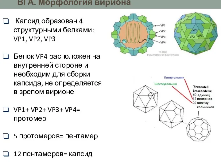 Капсид образован 4 структурными белками: VP1, VP2, VP3 Белок VP4 расположен на внутренней