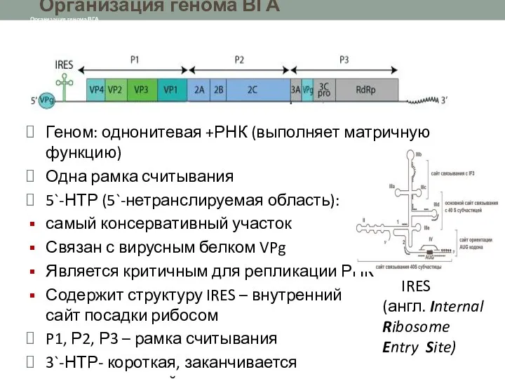 Организация генома ВГА Организация генома ВГА Геном: однонитевая +РНК (выполняет