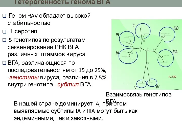 Геном HAV обладает высокой стабильностью 1 серотип 5 генотипов по результатам секвенирования РНК