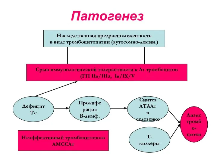 Патогенез Наследственная предрасположенность в виде тромбоцитопатии (аутосомно-домин.) Срыв иммунологической толерантности