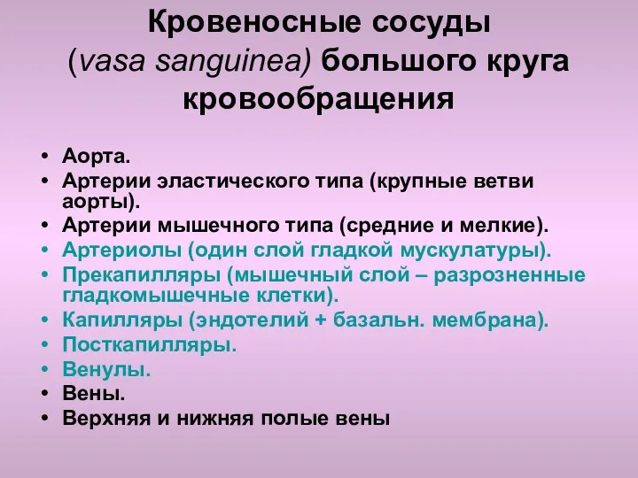 Кровеносные сосуды (vasa sanguinea) большого круга кровообращения Аорта. Артерии эластического