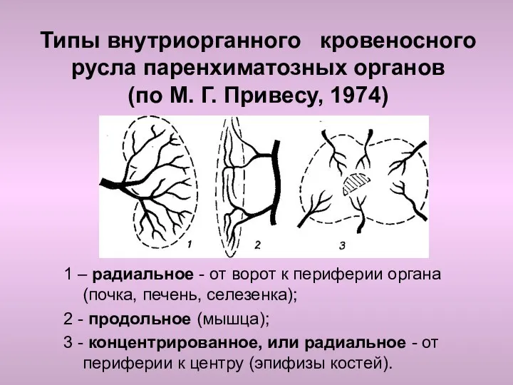 Типы внутриорганного кровеносного русла паренхиматозных органов (по М. Г. Привесу,