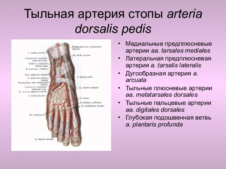 Тыльная артерия стопы arteria dorsalis pedis Медиальные предплюсневые артерии aa.