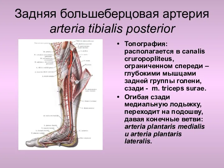 Задняя большеберцовая артерия arteria tibialis posterior Топография: располагается в canalis