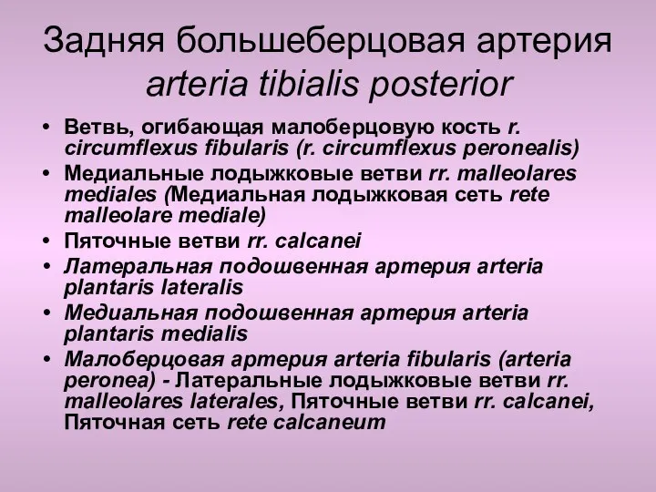 Задняя большеберцовая артерия arteria tibialis posterior Ветвь, огибающая малоберцовую кость