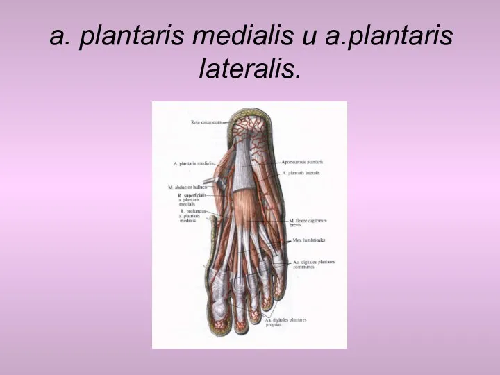 a. plantaris medialis и a.plantaris lateralis.