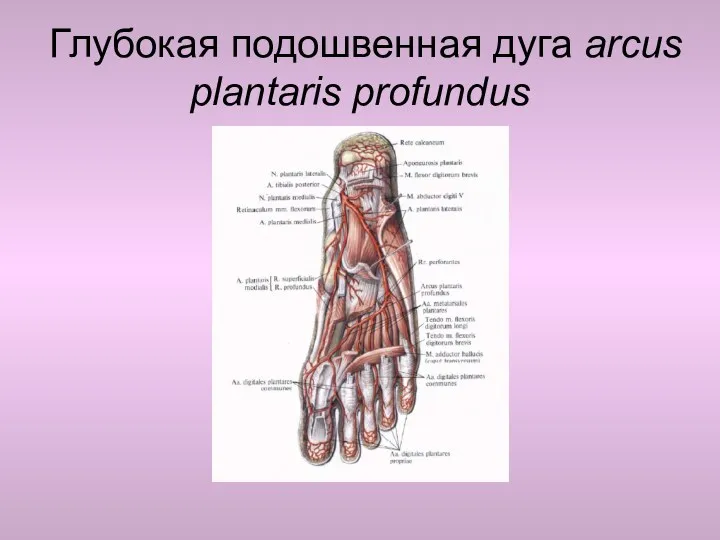 Глубокая подошвенная дуга arcus plantaris profundus