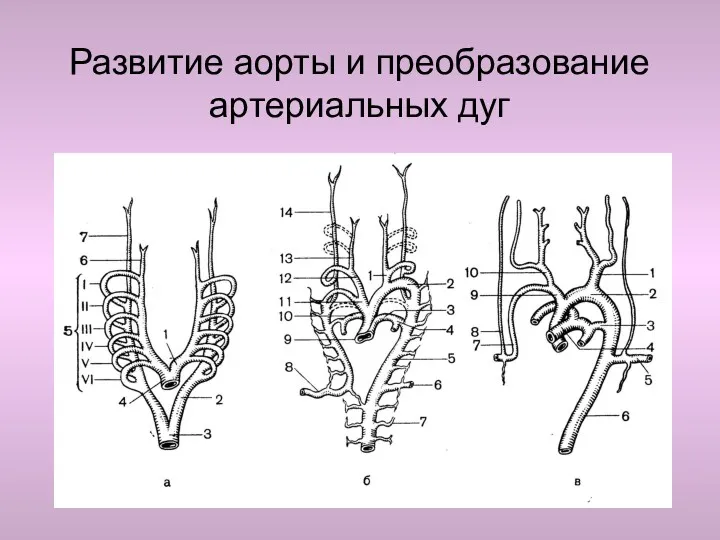 Развитие аорты и преобразование артериальных дуг