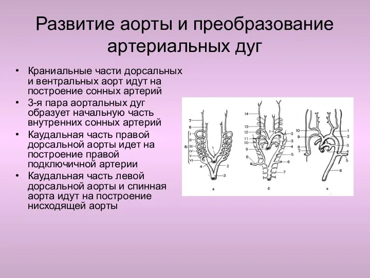 Развитие аорты и преобразование артериальных дуг Краниальные части дорсальных и