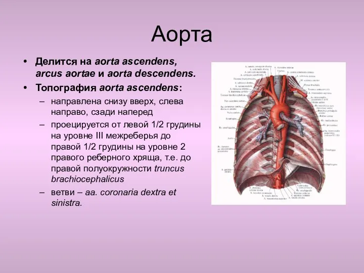 Аорта Делится на aorta ascendens, arcus aortae и aorta descendens.