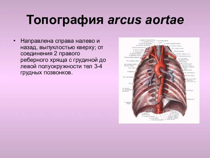 Топография arcus aortae Направлена справа налево и назад, выпуклостью кверху;