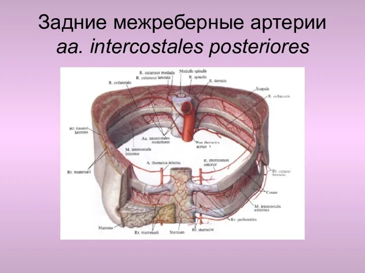 Задние межреберные артерии аа. intercostales posteriores