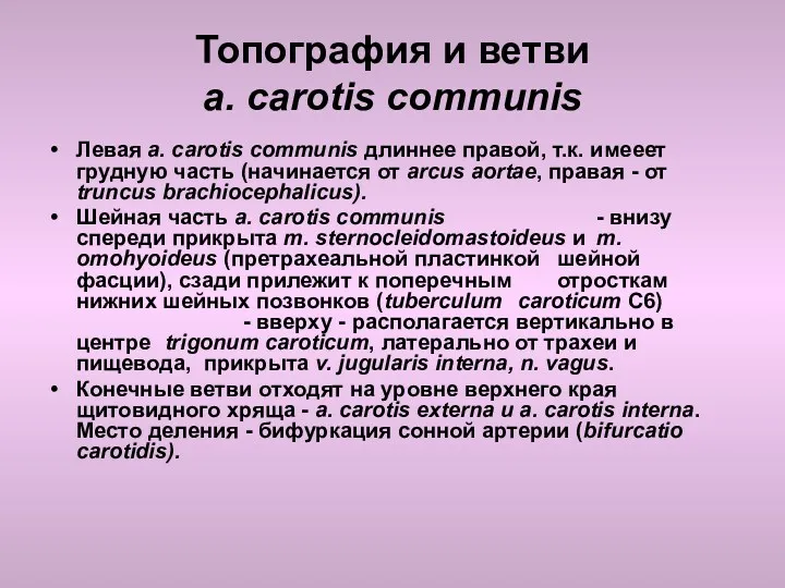 Топография и ветви a. carotis communis Левая a. carotis communis