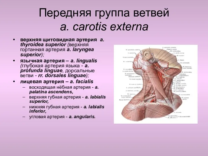 Передняя группа ветвей a. carotis externa верхняя щитовидная артерия a.