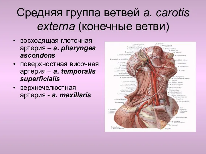 Средняя группа ветвей a. carotis externa (конечные ветви) восходящая глоточная