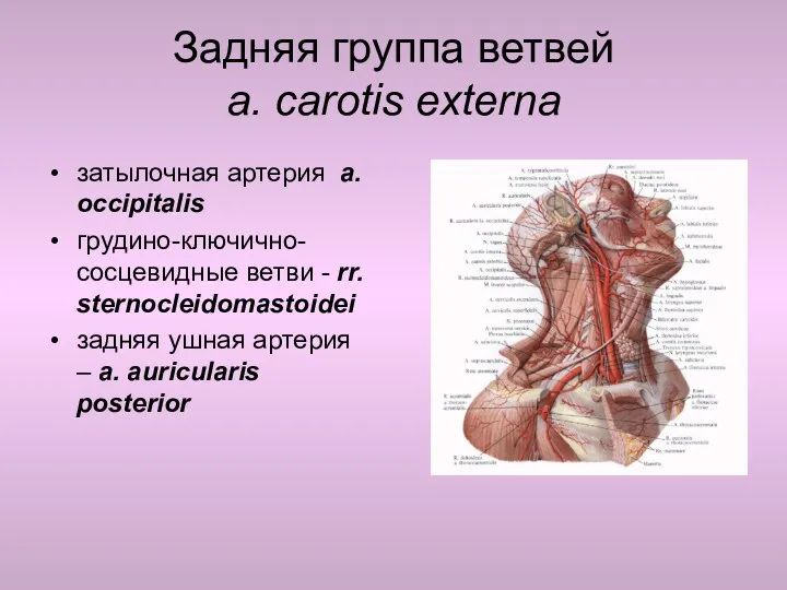 Задняя группа ветвей a. carotis externa затылочная артерия a. occipitalis