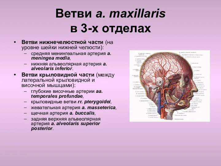 Ветви a. maxillaris в 3-х отделах Ветви нижнечелюстной части (на