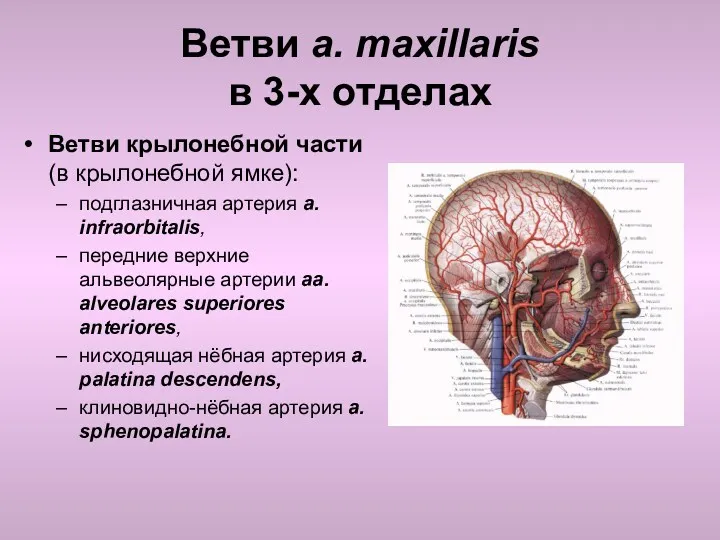 Ветви a. maxillaris в 3-х отделах Ветви крылонебной части (в