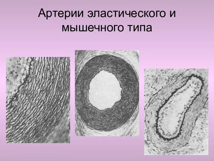 Артерии эластического и мышечного типа