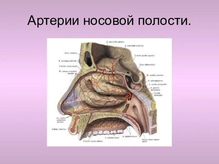 Артерии носовой полости.