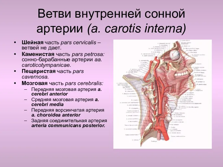 Ветви внутренней сонной артерии (a. carotis interna) Шейная часть pars
