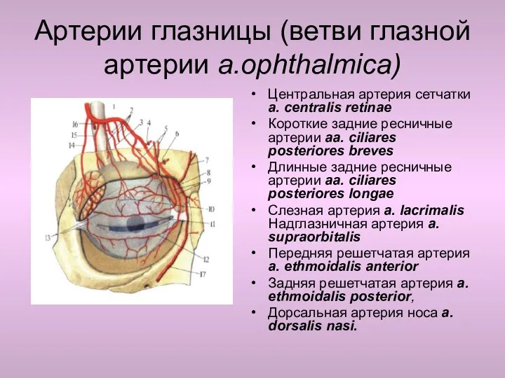 Артерии глазницы (ветви глазной артерии a.ophthalmica) Центральная артерия сетчатки a.