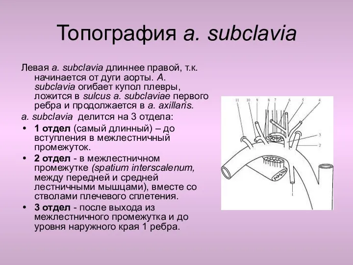 Топография a. subclavia Левая a. subclavia длиннее правой, т.к. начинается