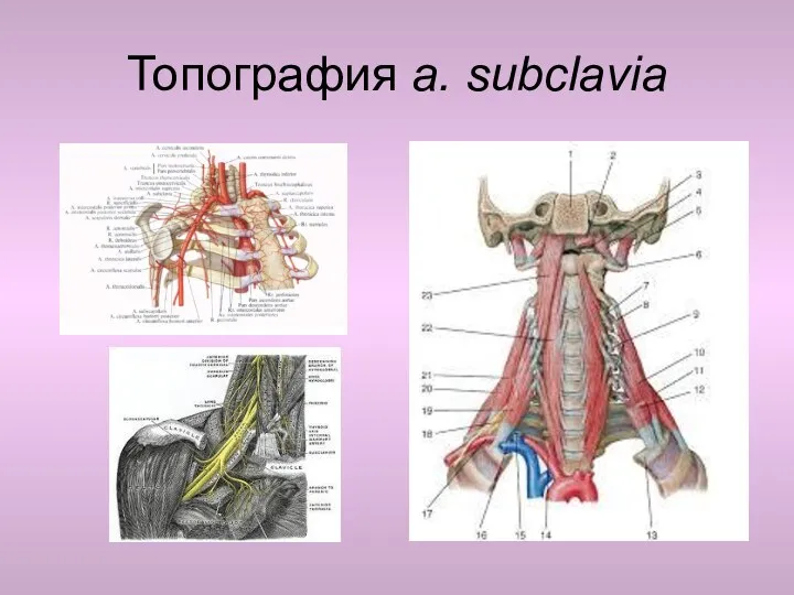 Топография a. subclavia