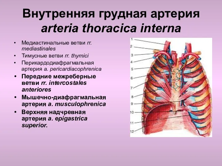 Внутренняя грудная артерия arteria thoracica interna Медиастинальные ветви rr. mediastinales