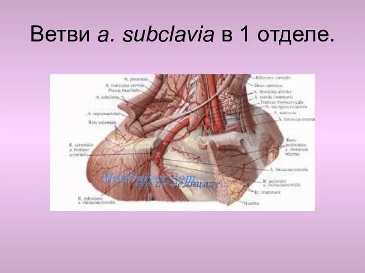 Ветви a. subclavia в 1 отделе.