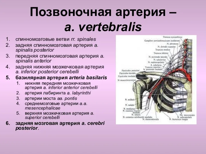 Позвоночная артерия – a. vertebralis спинномозговые ветви rr. spinales задняя