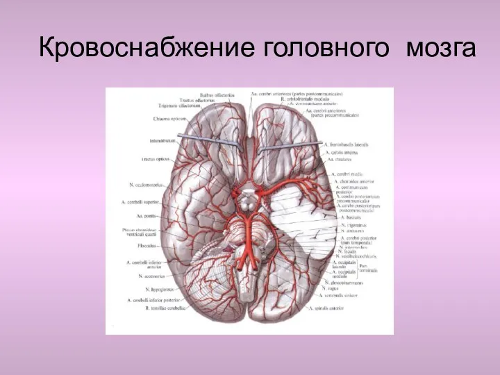 Кровоснабжение головного мозга