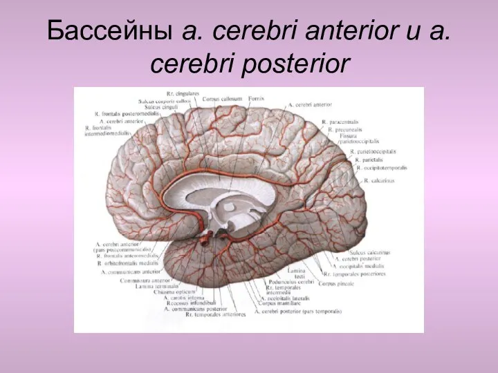 Бассейны a. cerebri anterior и a. cerebri posterior