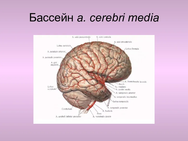 Бассейн a. cerebri media