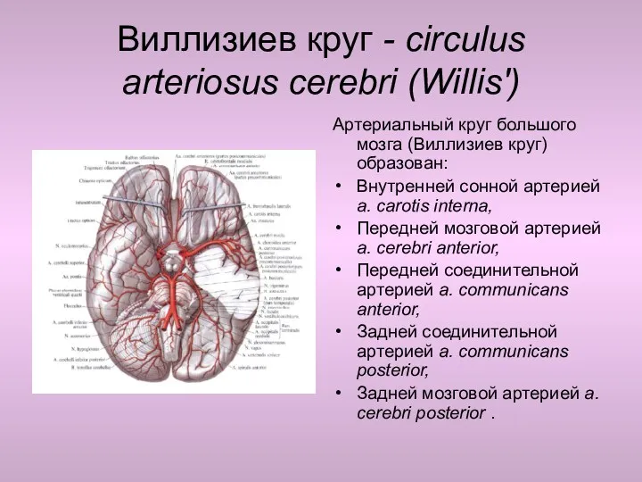 Виллизиев круг - circulus arteriosus cerebri (Willis') Артериальный круг большого