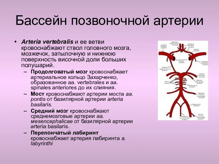 Бассейн позвоночной артерии Аrteria vertebralis и ее ветви кровоснабжают ствол