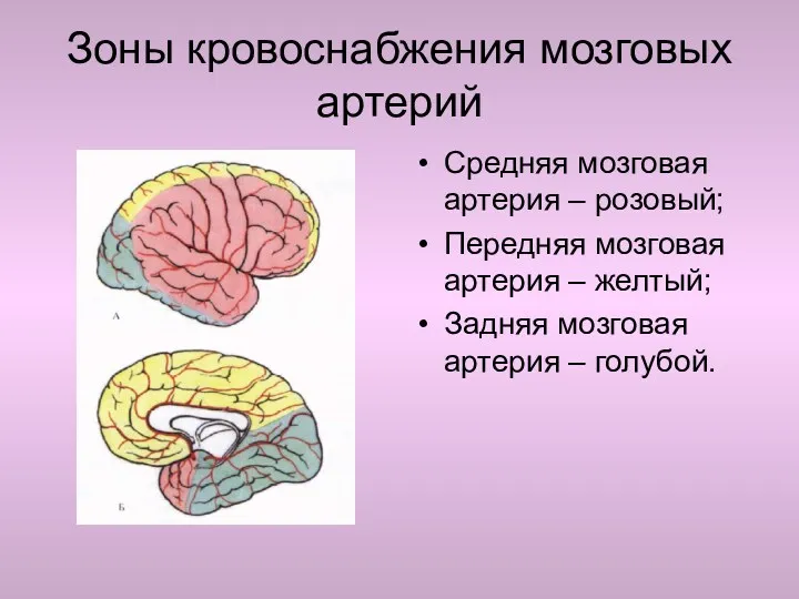 Зоны кровоснабжения мозговых артерий Средняя мозговая артерия – розовый; Передняя