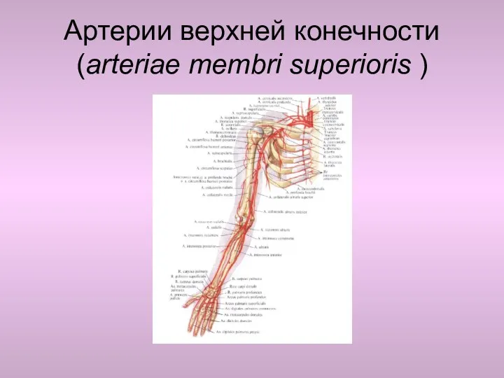 Артерии верхней конечности (arteriae membri superioris )