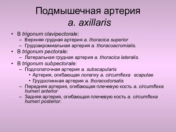 Подмышечная артерия a. axillaris В trigonum clavipectorale: Верхняя грудная артерия