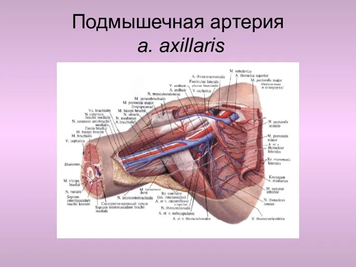Подмышечная артерия a. axillaris