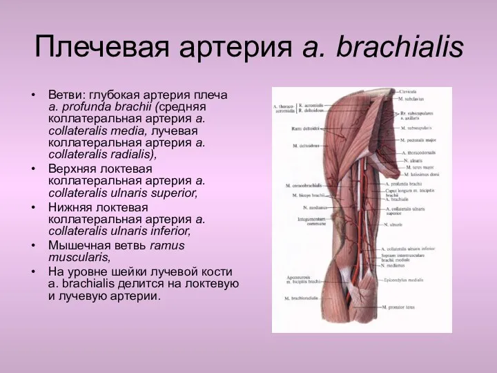 Плечевая артерия a. brachialis Ветви: глубокая артерия плеча a. profunda